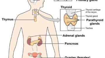 325551806 763269844772423 4853217183841736220 n