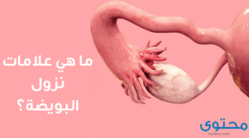 البويضة في نفس يوم ألم التبويض