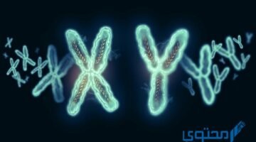 الكروموسومات الموجودة في الخلية الجنسية عند الإنسان