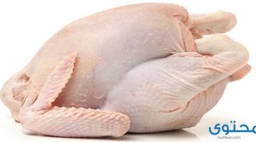 الدجاج الفاسد2